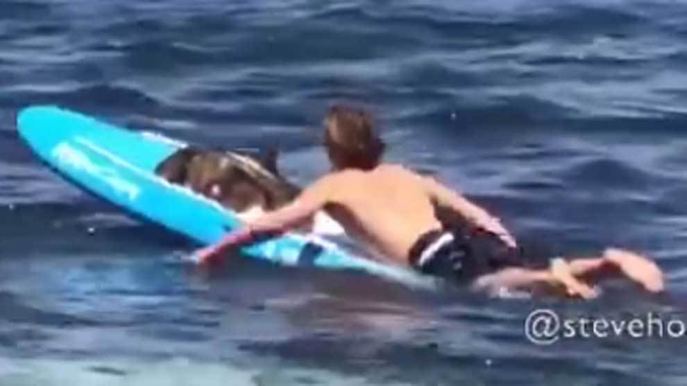 El socorrista Lachlan McArthur no dud� en subir a un tibur�n en su...