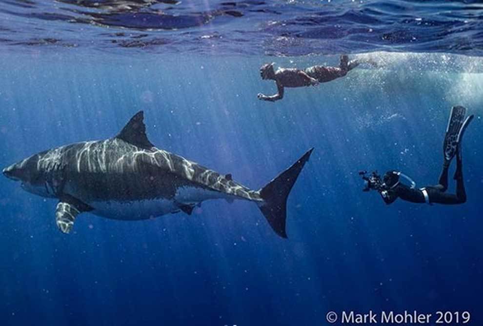'Deep Blue', el tibur�n blanco m�s grande jam�s filmado,...