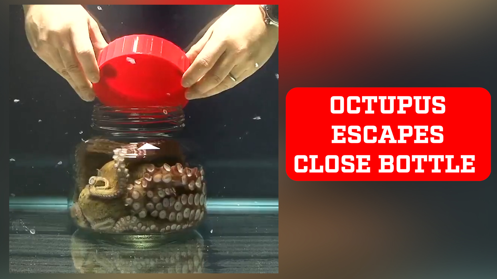TikTok viral video shows octopus' amazing escape from a closed bottle ...