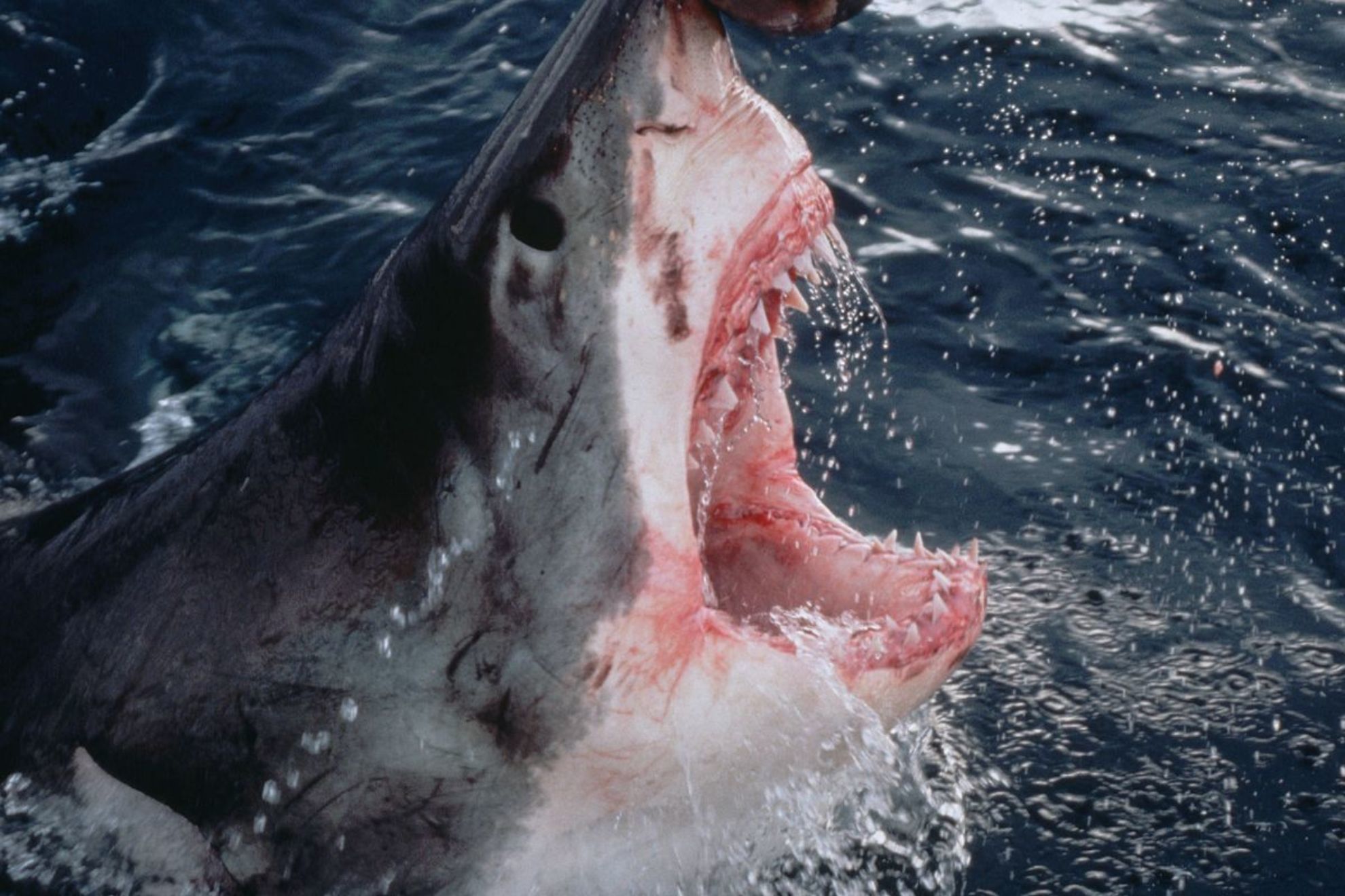 A 37-year-old surfer dies after being attacked by a shark in Australia