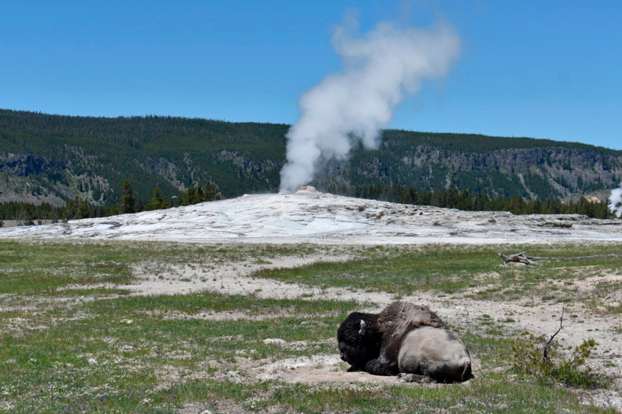 A bison lies down on the ground in front of the Old Faithful geyser in Yellowstone National Park.