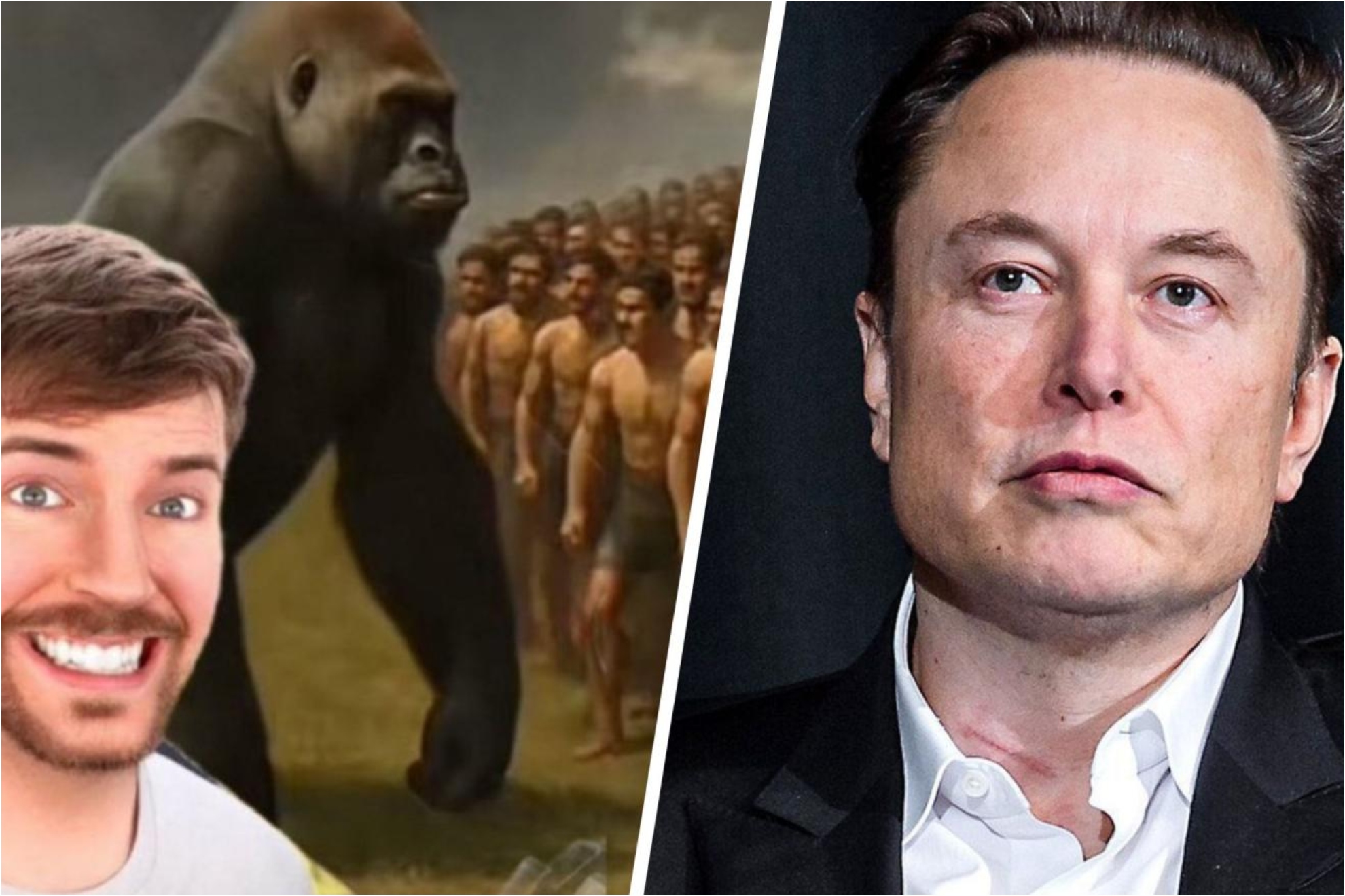 Elon Musk volunteers to fight a gorilla in MrBeasts latest crazy idea
