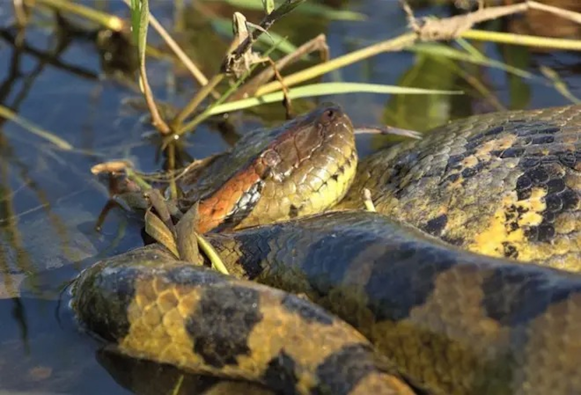 Anaconda Scare during Will Smith filming Amazon giant unknown National Geographic