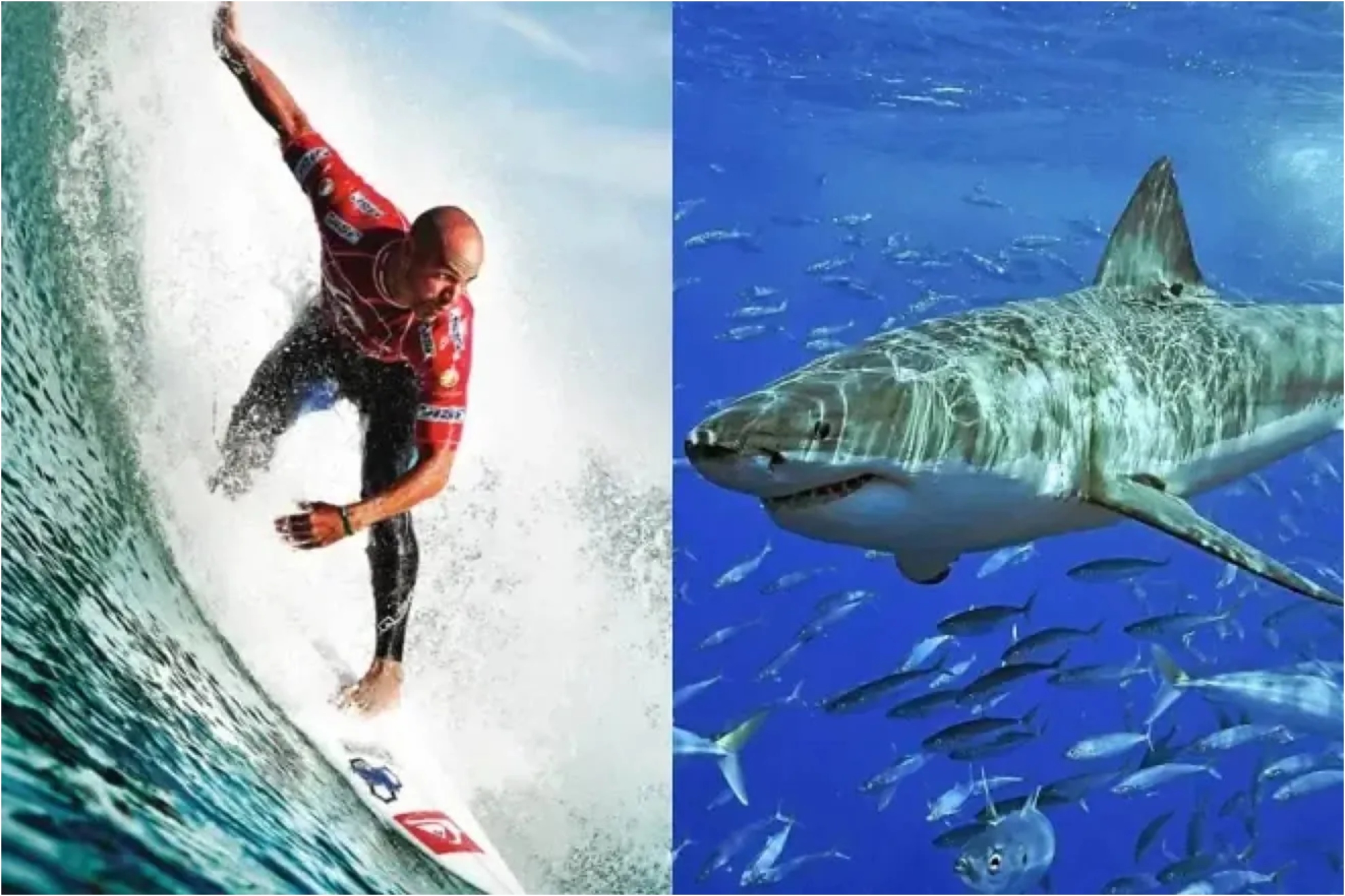 Kelly Slaters advice if you encounter a shark: what you should do to try to save your life