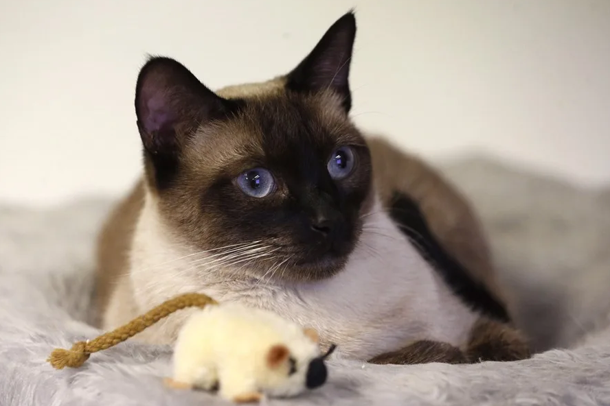 Estábamos equivocados: la alergia a los gatos no la produce su pelo, sino algo que nadie sospechaba