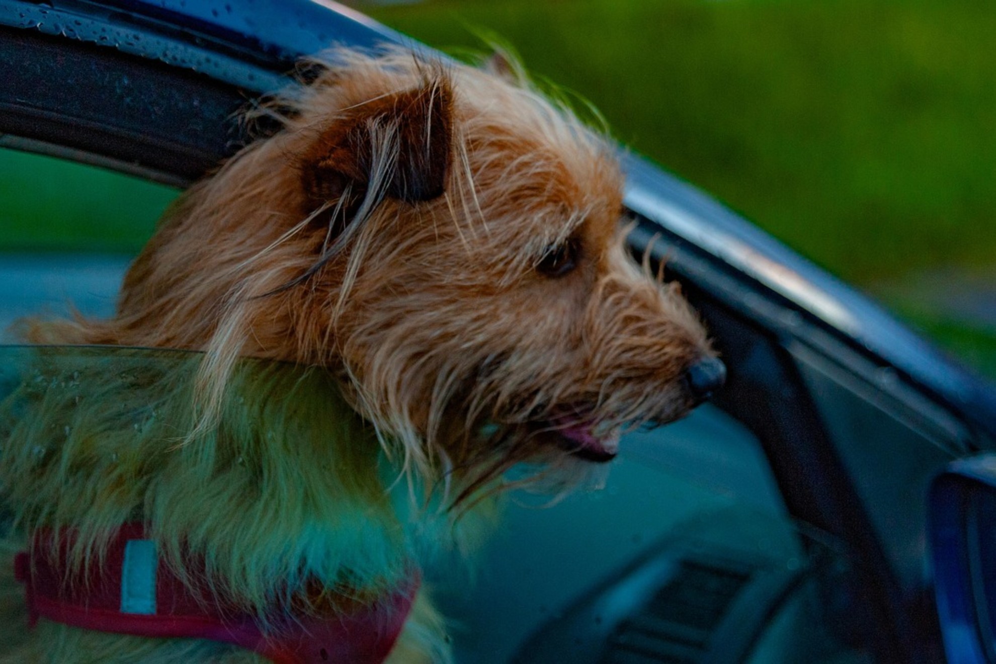 El viral test de inteligencia que millones hacen a sus mascotas no mide su IQ y los expertos alertan que puede ser peligroso