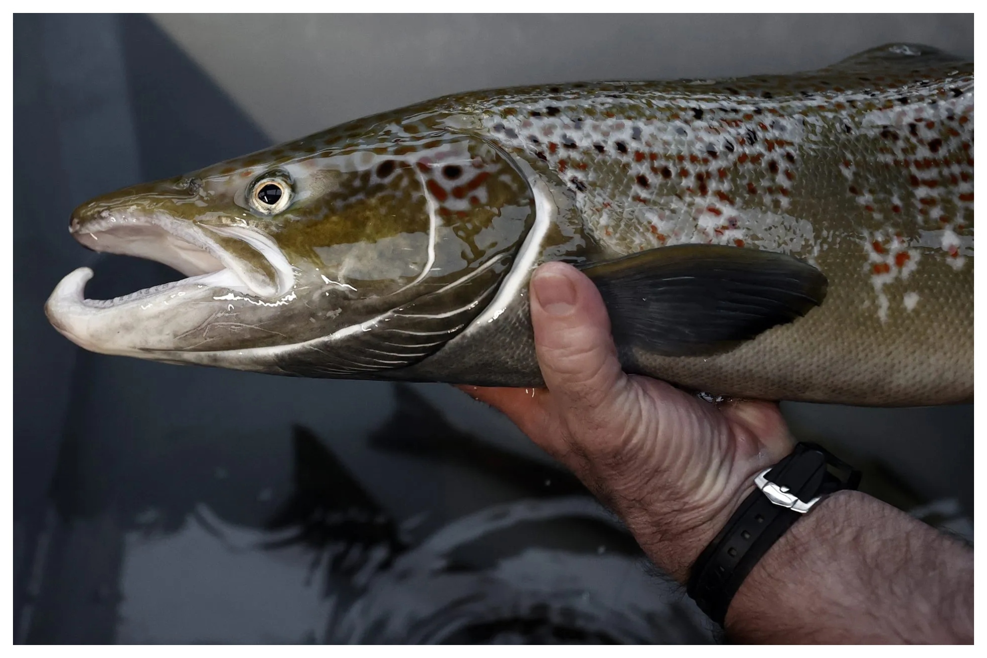 Salmones intoxicados por cocaína: afectados por la contaminación del agua, les lleva a moverse, pensar y actuar de forma extraña