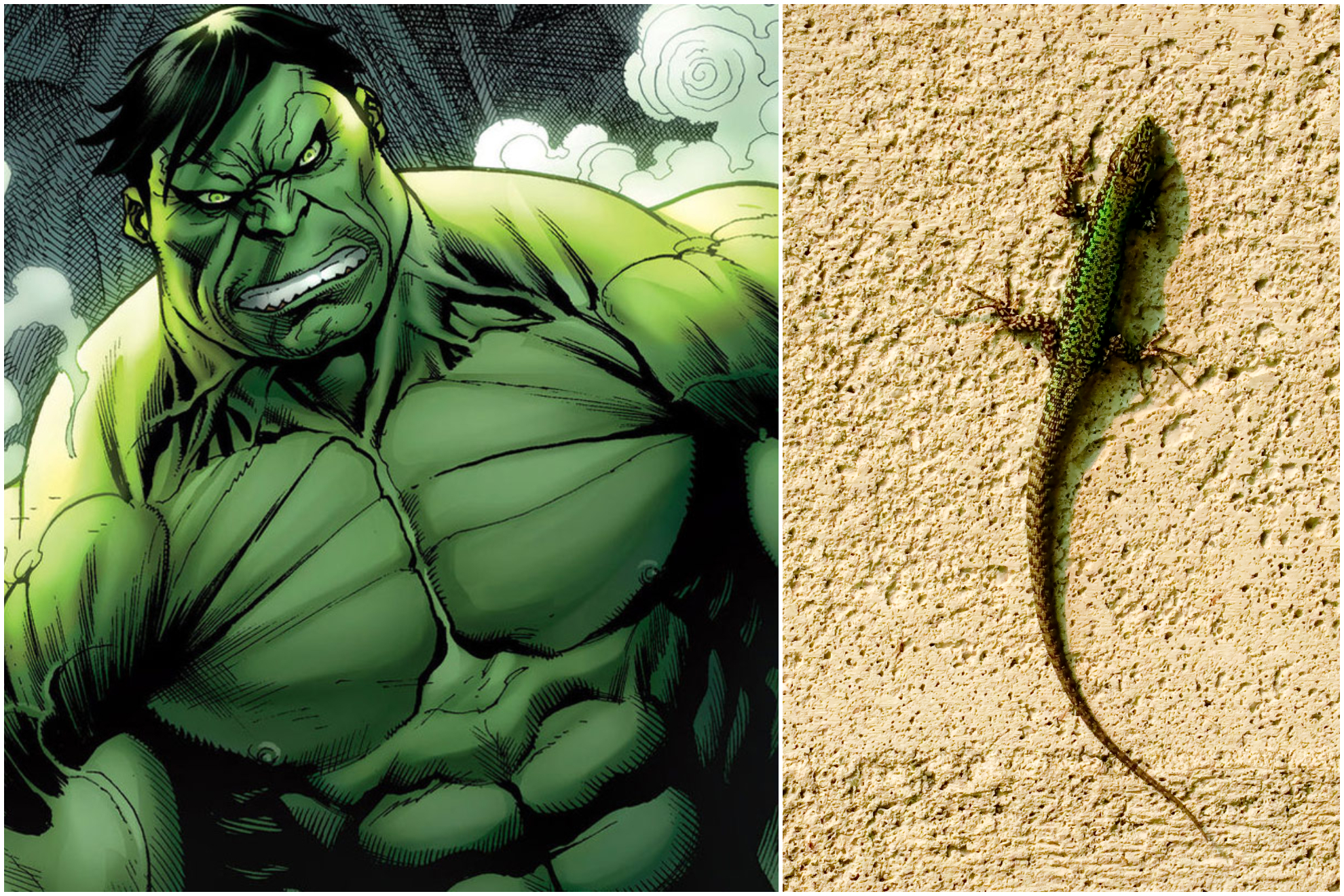 Los lagartos Hulk amenazan el equilibrio evolutivo e inquietan a los biólogos