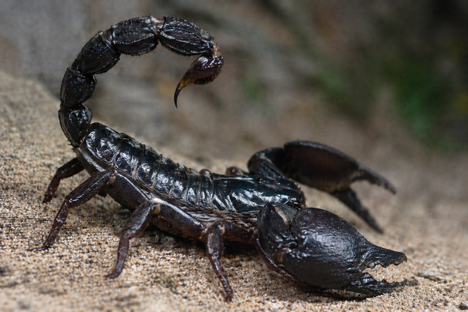 Estudian 18 especies de escorpiones y descubren que colocan metales como hierro y zinc en sus aguijones y pinzas para cazar mejor