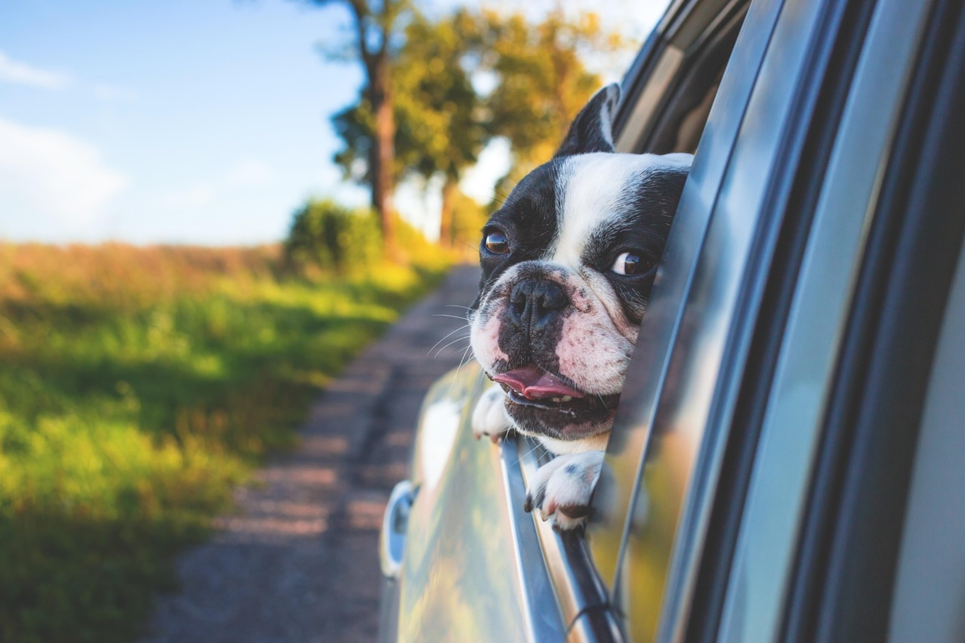 Miles de dueños de mascotas aún desconocen una de las obligaciones más polémicas de la Ley de Bienestar Animal