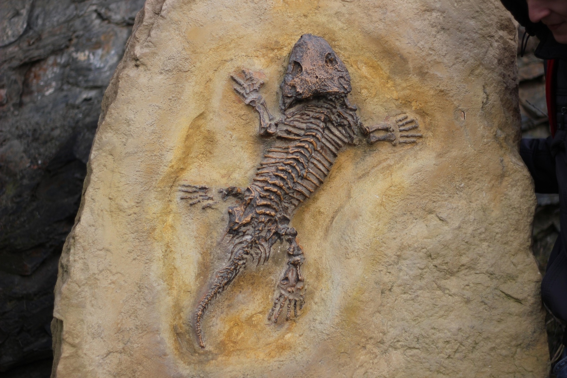 Una de las primeras grandes extinciones masivas en la historia animal pudo ser peor de lo que creíamo: un fósil recién hallado en Terranova puede tener la respuesta