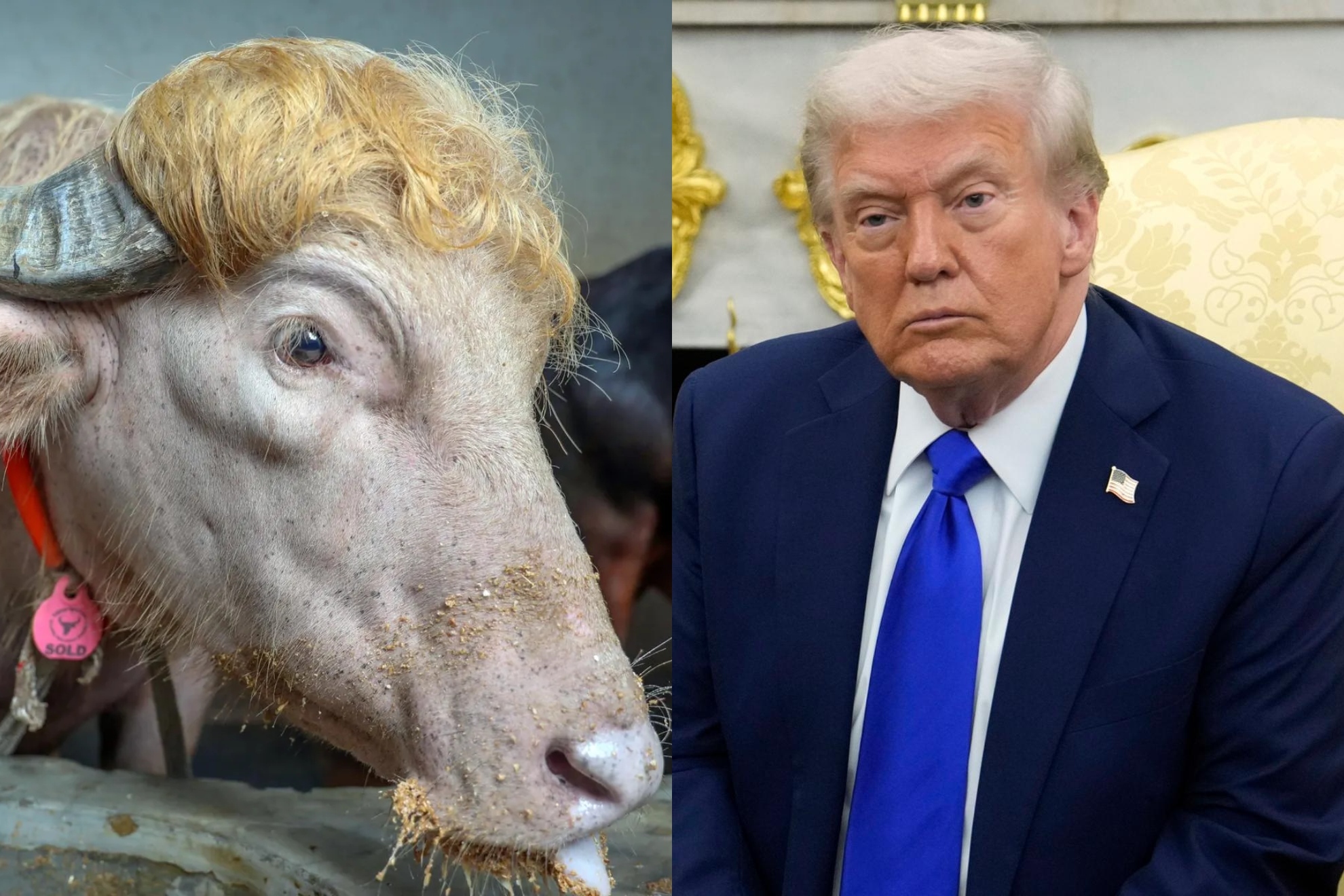 Así es el búfalo albino de Bangladesh llamado “Donald Trump”: se asemeja al físico del presidente de los Estados Unidos