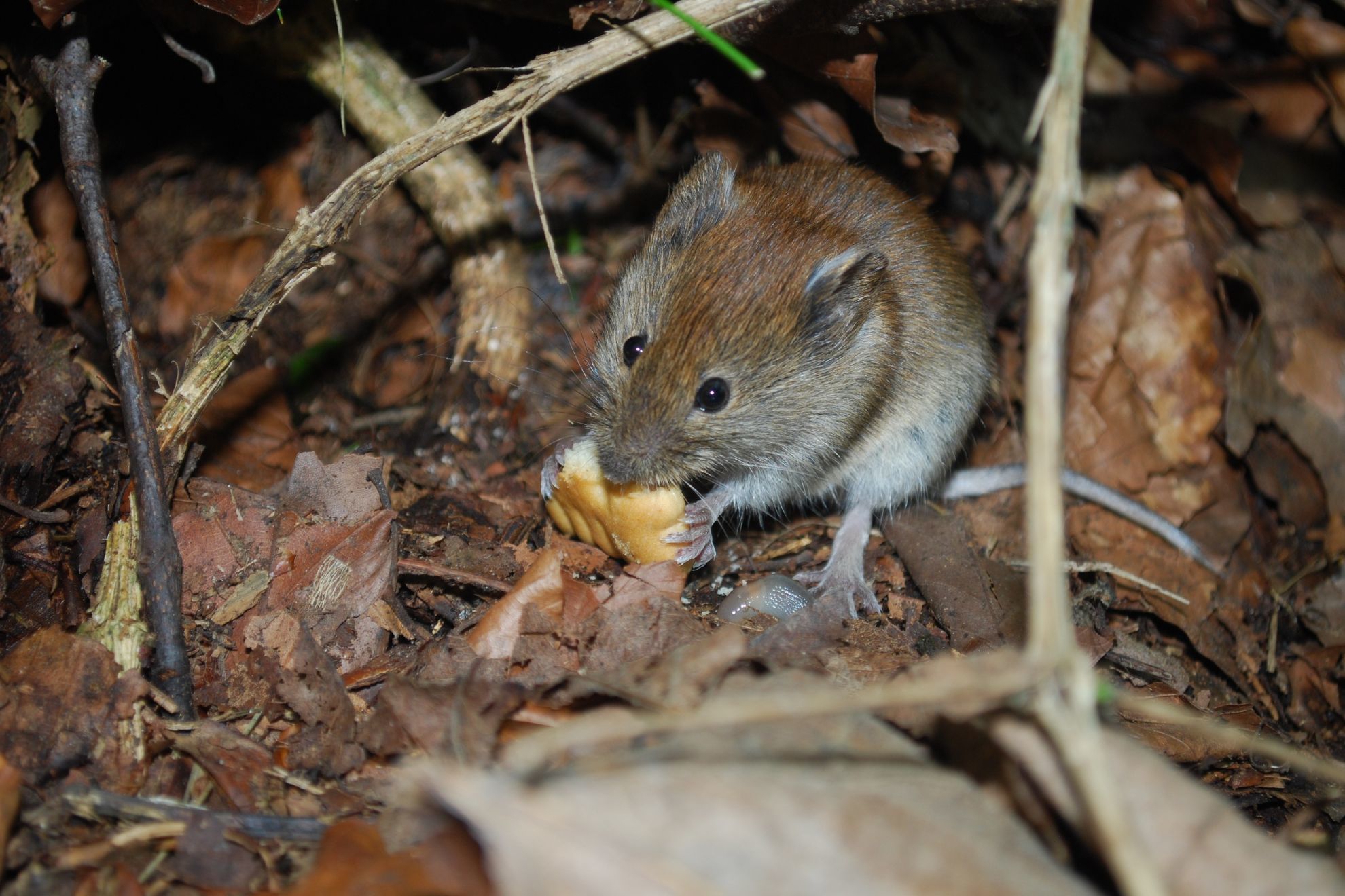 Mario Picazo explica por qué el cambio climático está haciendo proliferar el Hantavirus