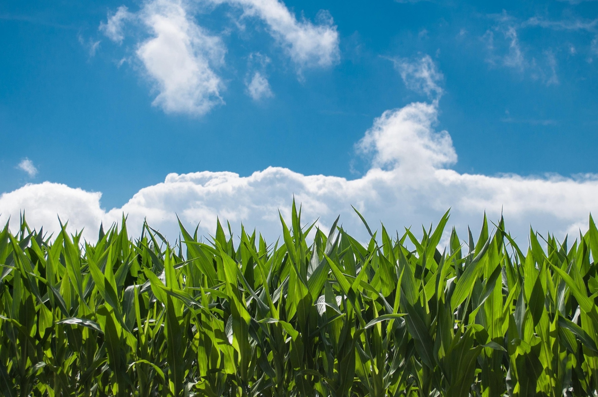 Crean un método capaz de usar los rayos cósmicos para poder mejorar la producción masiva de alimentos: sin comprometer el futuro de la agricultura