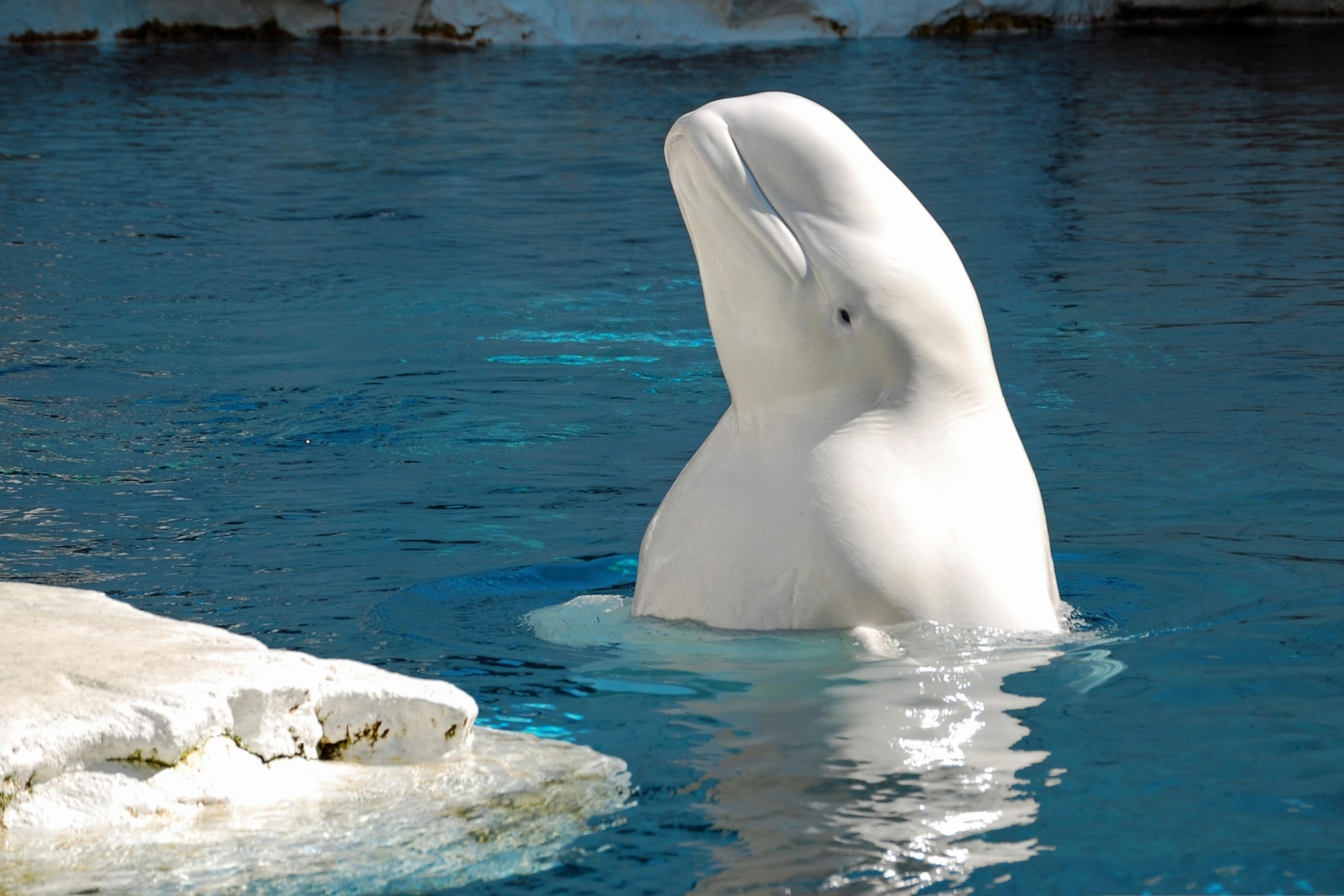 El poder oculto de las ballenas beluga que sorprende a los expertos: dos de ellas se reconocieron a sí mismas en un espejo