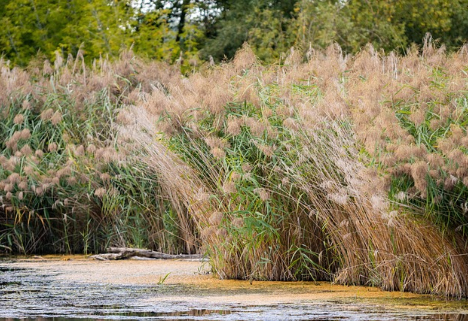 Científicos coinciden sobre el misterio de la desaparición del agua del río Colorado: no es una simple sequía, la clave está en las plantas
