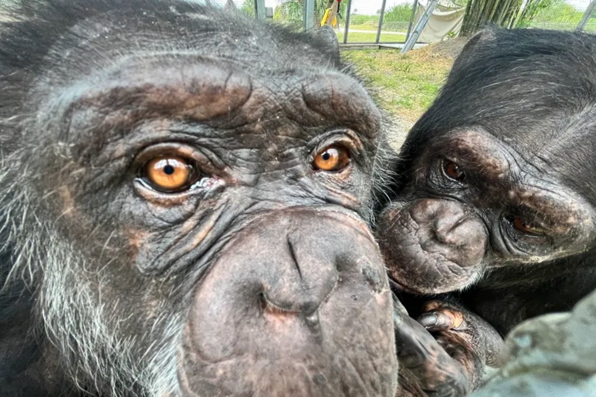 El ‘Planeta de los Simios’ ya es una realidad: documentan la primera guerra civil entre chimpancés de la historia