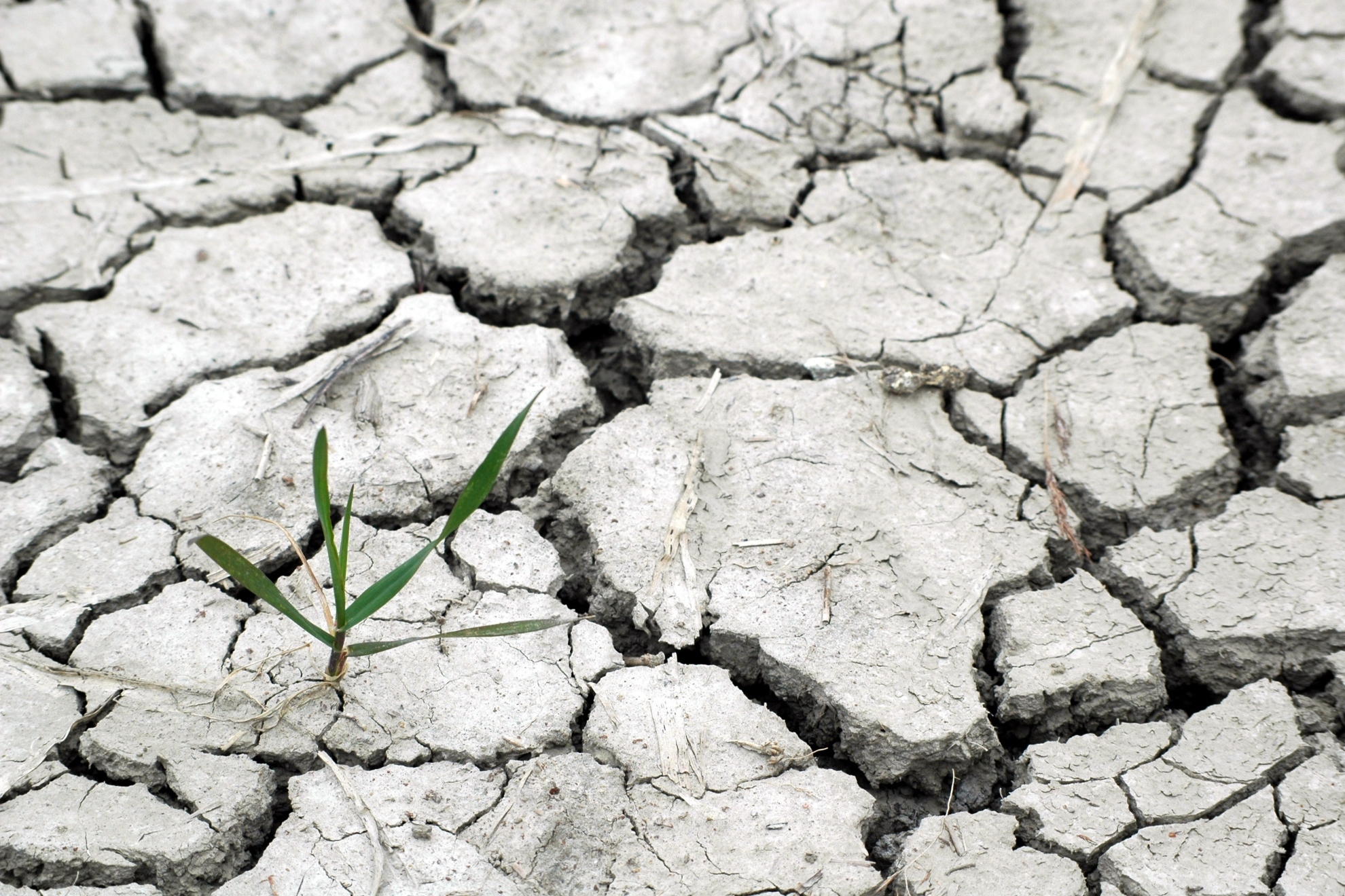 Mario Picazo aclara cómo será el impacto de El Niño en las precipitaciones este verano: "Patrones más cálidos y secos”