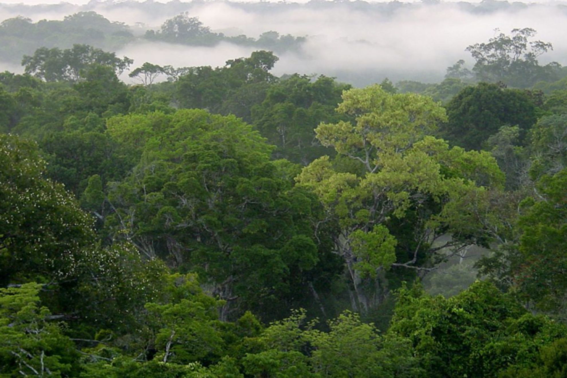 China plantó millones de árboles en los setenta y 50 años después están acabando con los bosques naturales