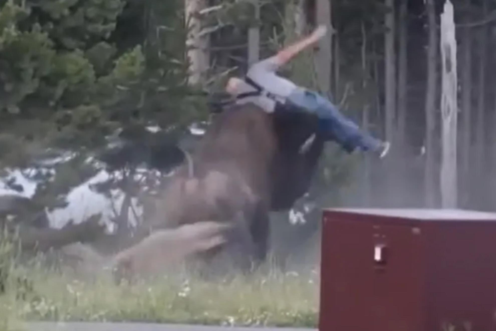 Un bisonte hiere gravemente a un turista en Yellowstone tras lanzarlo casi tres metros por los aires