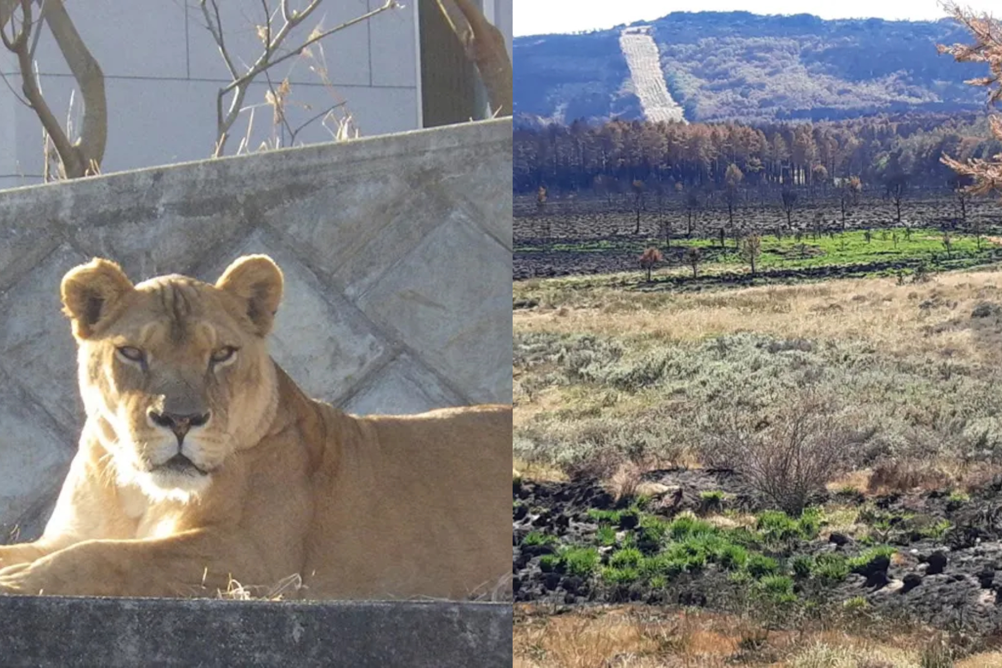 Buscan a un posible león suelto en Toledo con helicóptero y drones tras el aviso de un repartidor