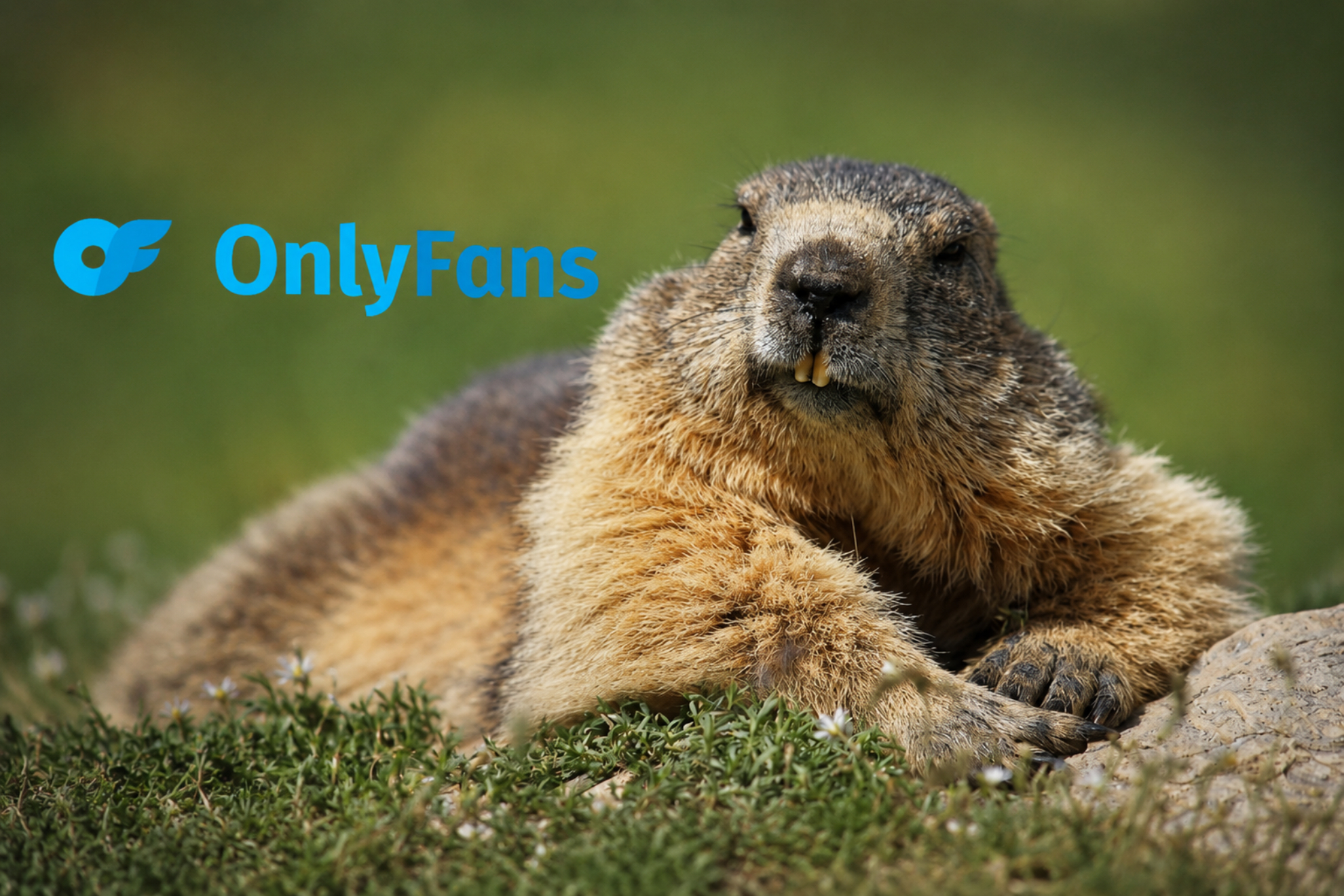 Un OnlyFans de marmotas recauda 85.000 euros para salvar una investigación científica