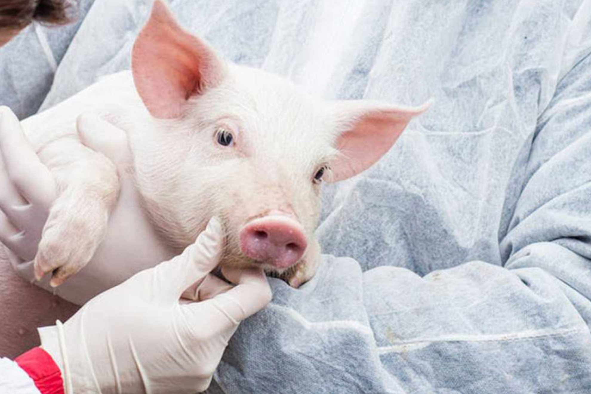 El milagro del hombre que sobrevivió nueve meses con un riñón de cerdo antes de recibir un trasplante humano