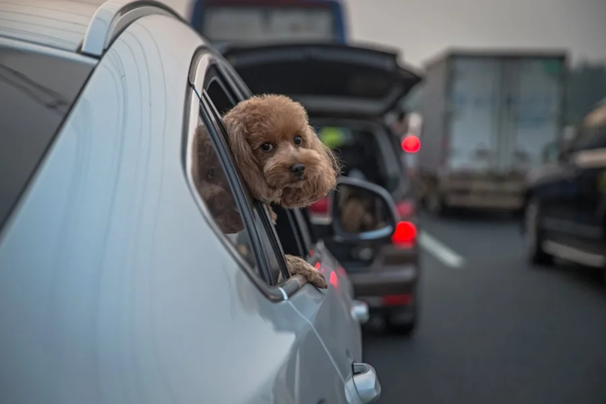 La razón por la que a los perros les encanta sacar la cabeza por la ventana en el coche: no es para mirar el paisaje