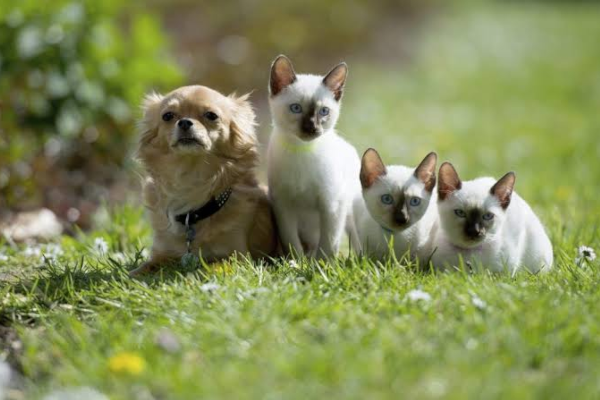 Rosana Álvarez, veterinaria, sobre las señales que indican que tu perro o gato está estresado: “Señal de alarma”