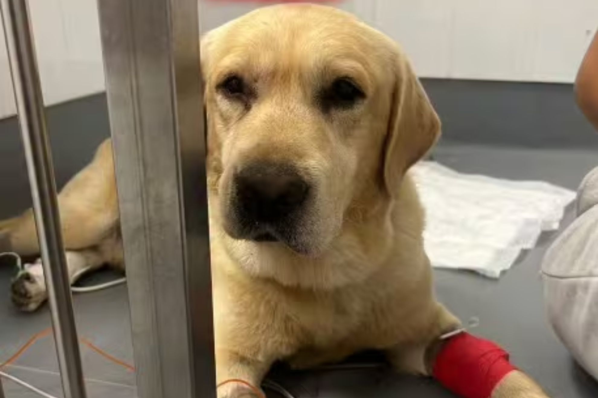 Muere el perro español Quino, uno de los héroes de los rescates tras los terremotos en Venezuela