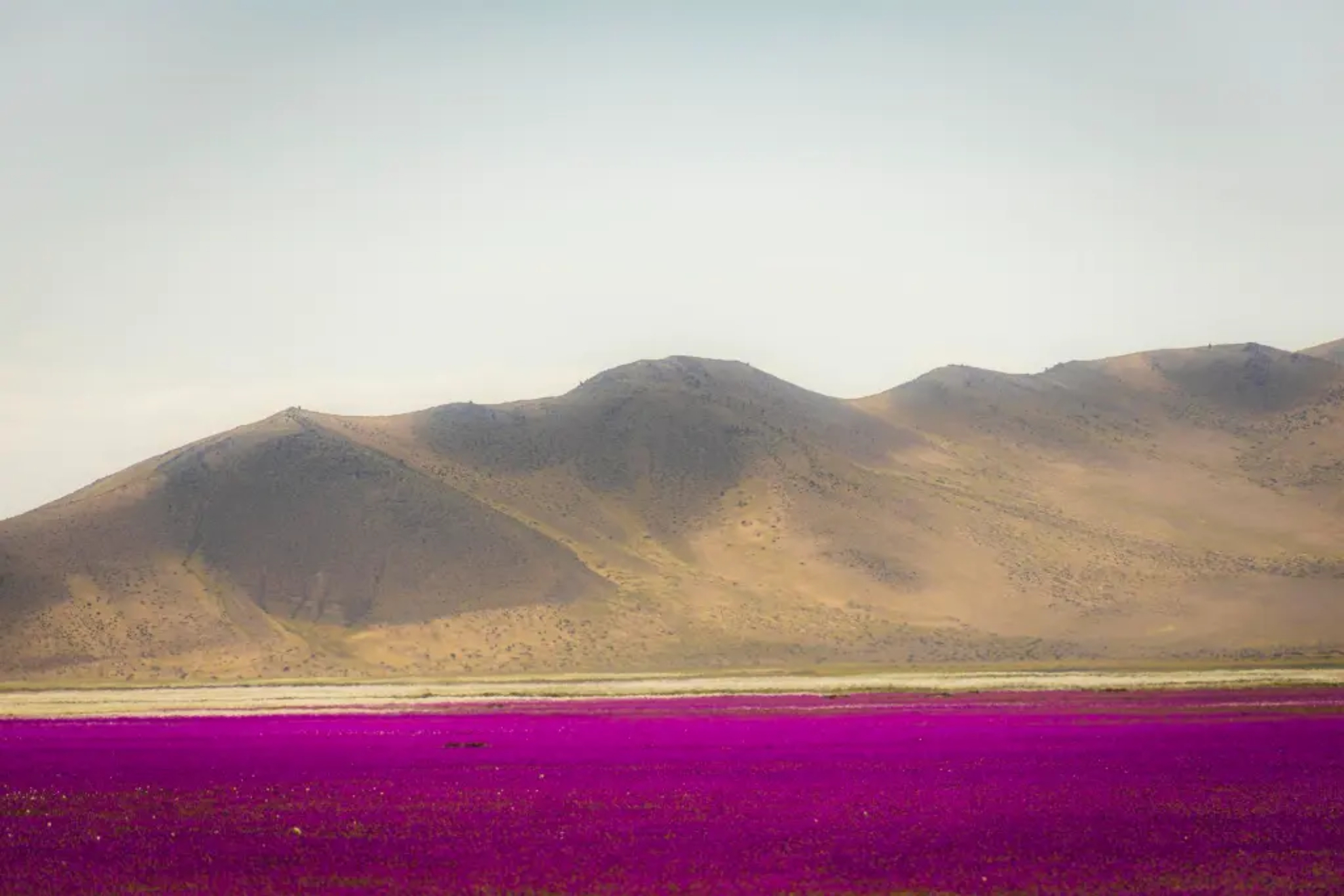 El desierto más seco del mundo que se convierte en un mar de flores cada 10 años