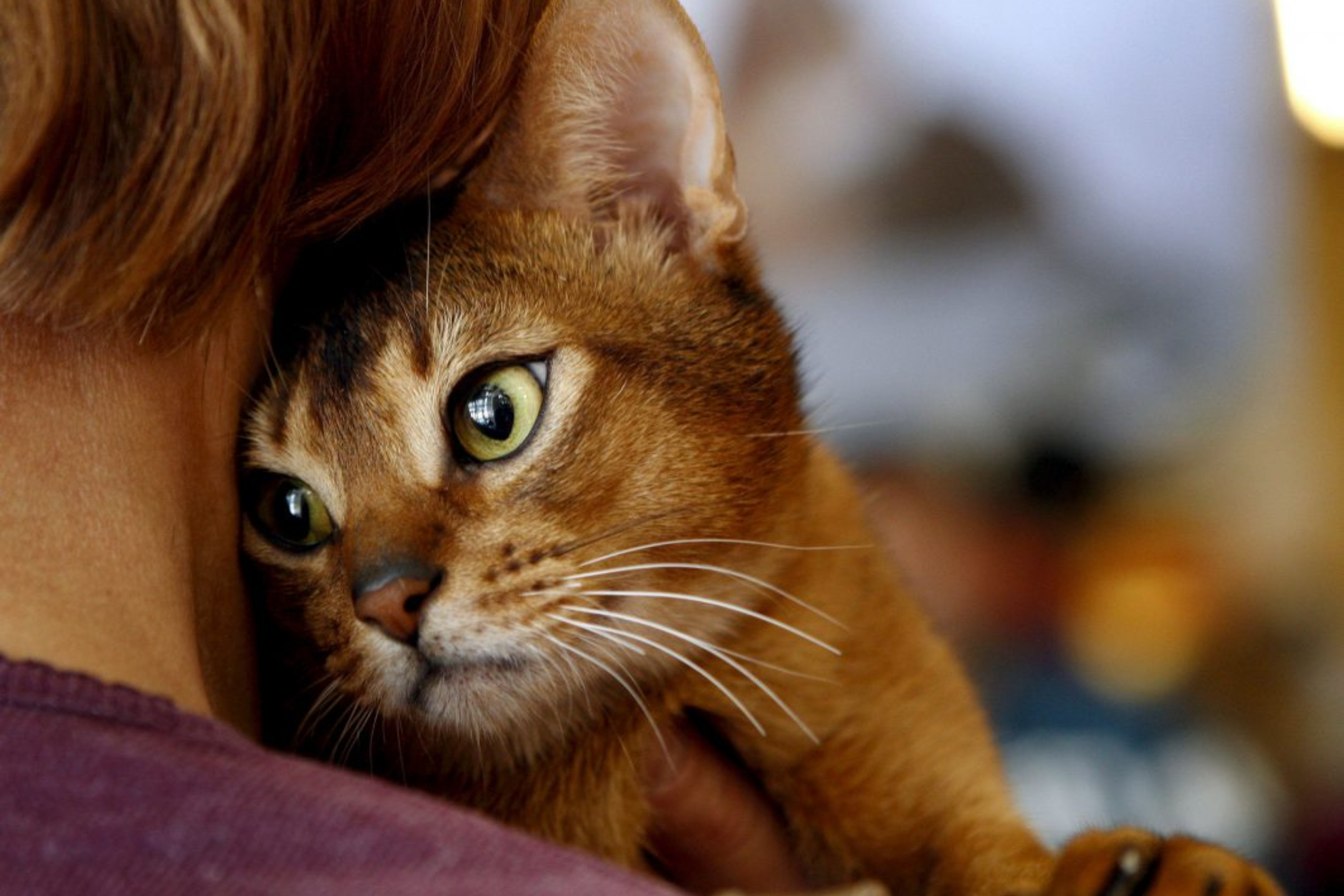 Los gatos esconden una pista genética que podría ayudar a entender mejor el cáncer