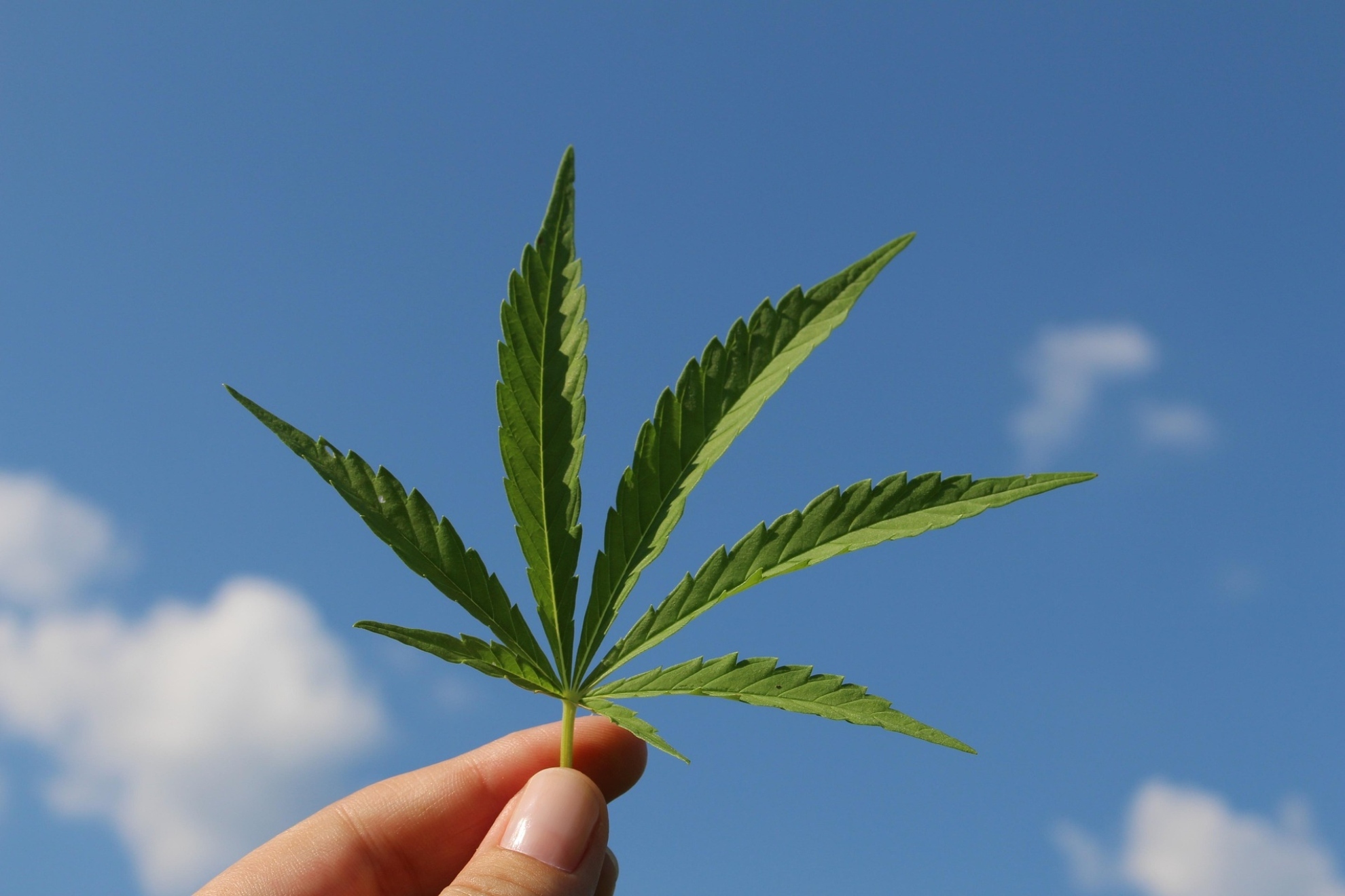 Los consumidores de cannabis tienen el doble de posibilidades de cometer actos violentos: un estudio lo demuestra