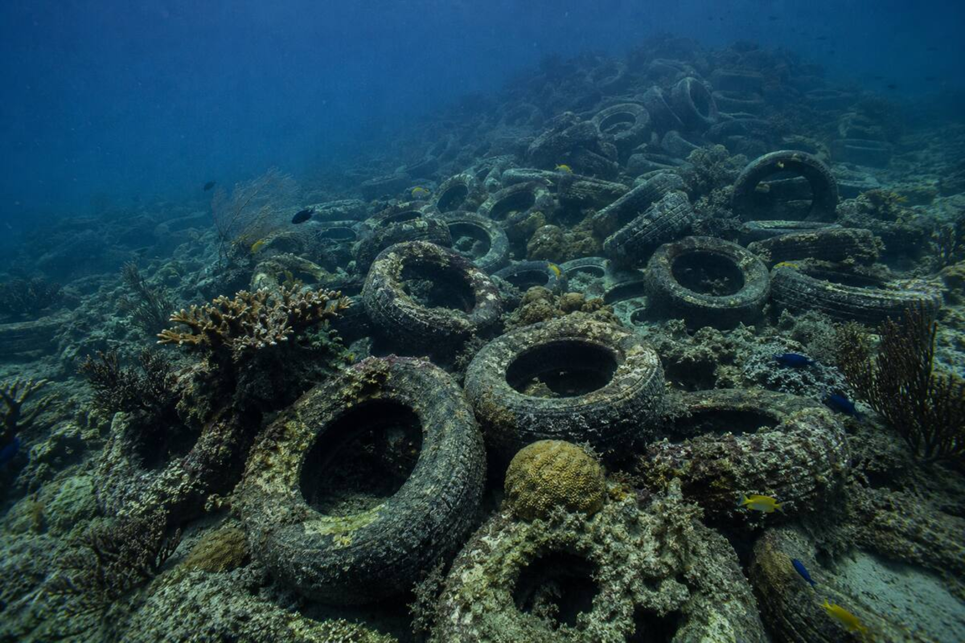 En 1972, arrojaron dos millones de neumáticos al mar para crear un hábitat para peces: ahora, los buzos deben limpiar el desastre