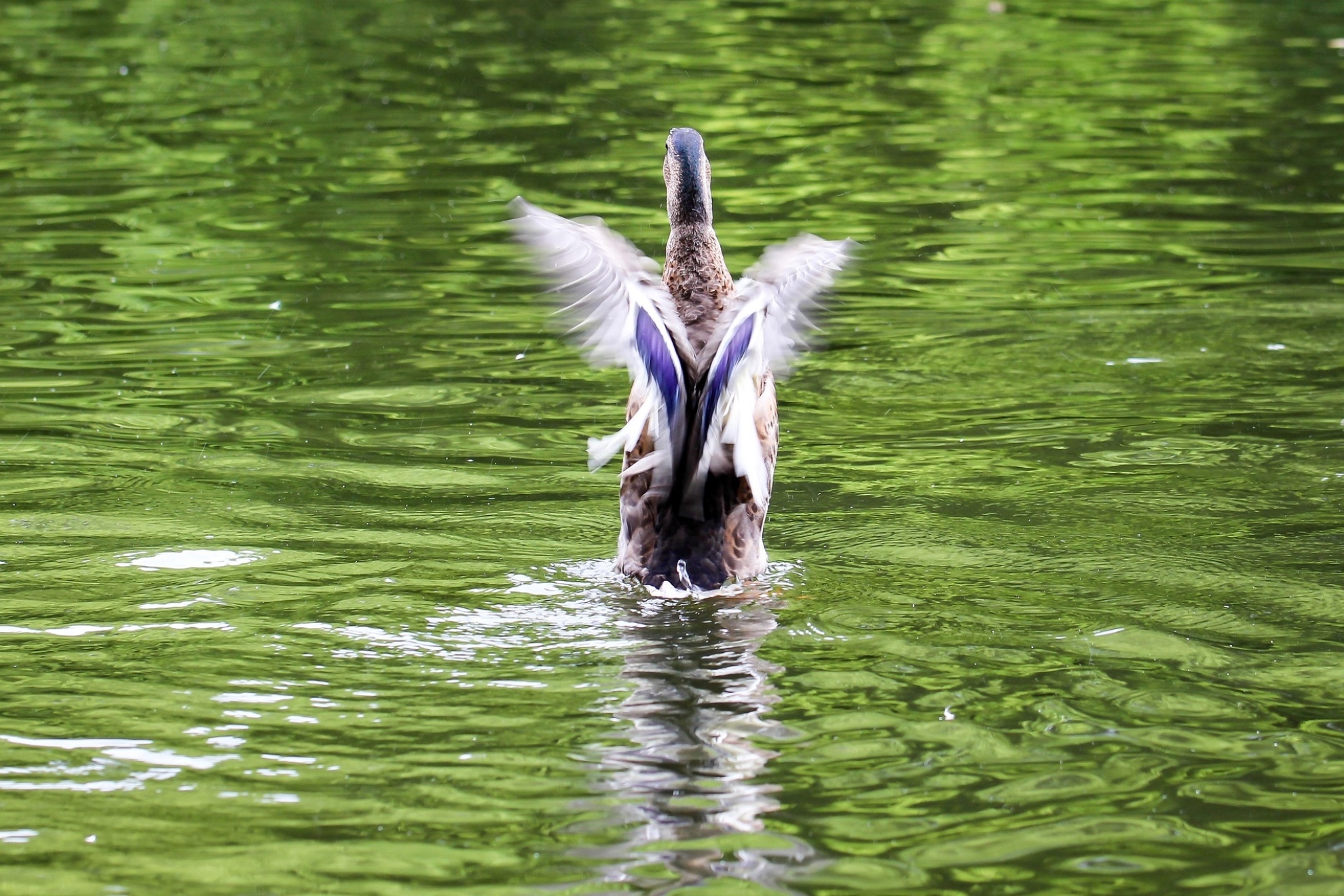 El ‘GPS’ de los animales que podría explicar cómo las aves encuentran el camino es real: un grupo de científicos ha encontrado la evidencia más antigua en un fósil