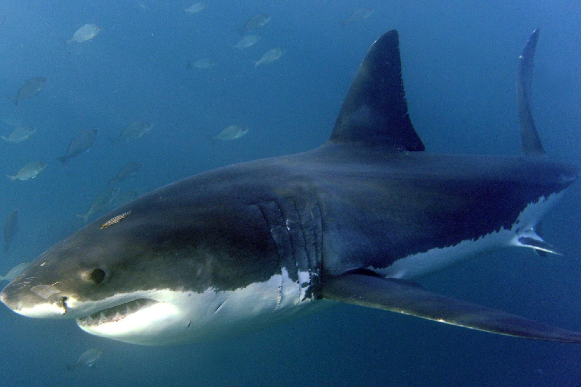 Muere una mujer de 65 años tras ser atacada por un tiburón en una playa de Sudáfrica pese a llevar un dispositivo para ahuyentarlos