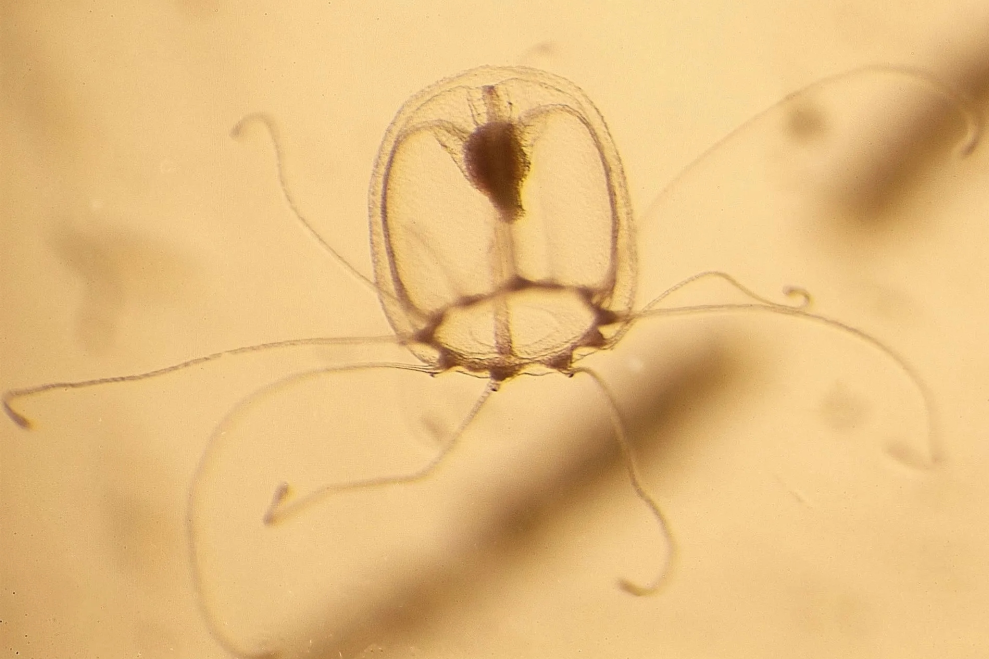 La medusa inmortal que puede vencer al envejecimiento: los científicos se inspiran en ella para tratamientos de enfermedades relacionadas con la vejez