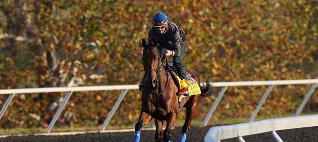 American Pharoah, ayer en un entrenamiento previo a la Breeder�s Cup.