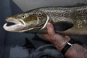 ¡Salmones intoxicados por cocaína!: les lleva a moverse, pensar y actuar de forma extraña