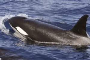Estudian varias poblaciones de orcas y descubren que tienen culturas diferentes