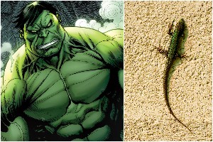 Los lagartos Hulk amenazan el equilibrio evolutivo e inquietan a los biólogos