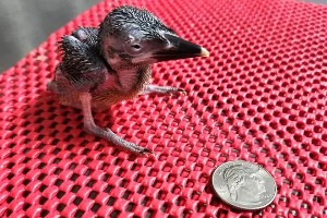 El ave que desapareció en 1988 vuelve a dar señales de vida: nace un polluelo clave para salvar a la especie