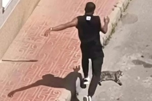 Violencia vicaria en Torrevieja: detenido por matar a golpes al gato de su expareja como venganza