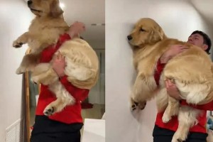 El test viral que millones hacen a sus mascotas no mide su IQ y puede ser peligroso
